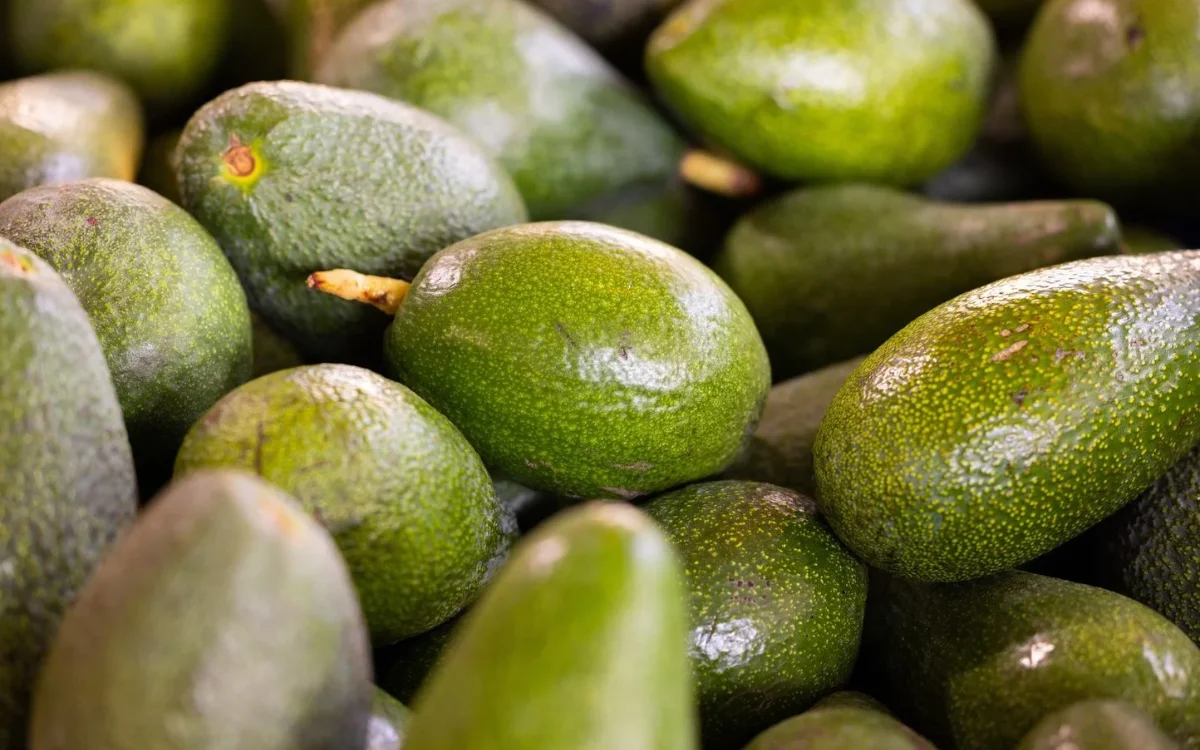 Avocadoproducenten Marokko blokkeren export