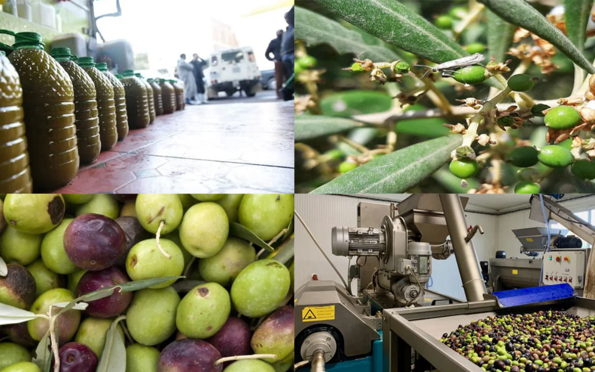 Bestrijdingsmiddel in olijfolie voor Europa? Marokko reageert