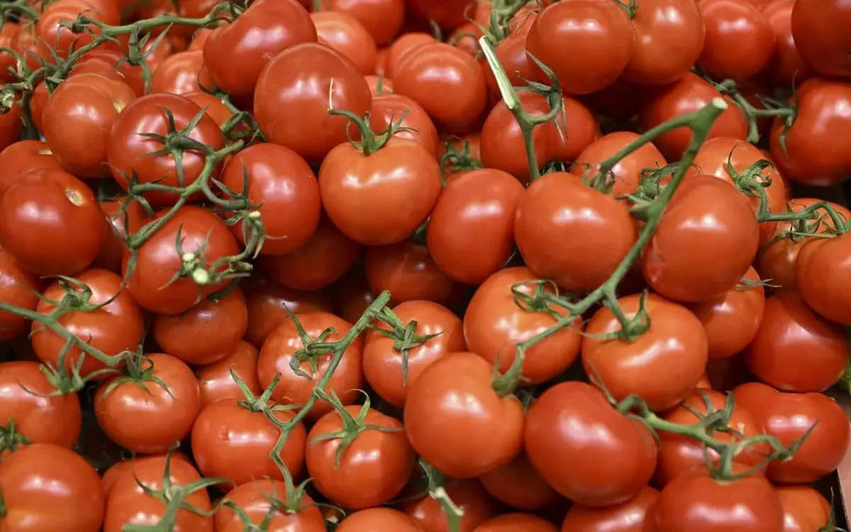 Marokkaanse tomatenexport loopt vast in Rusland 