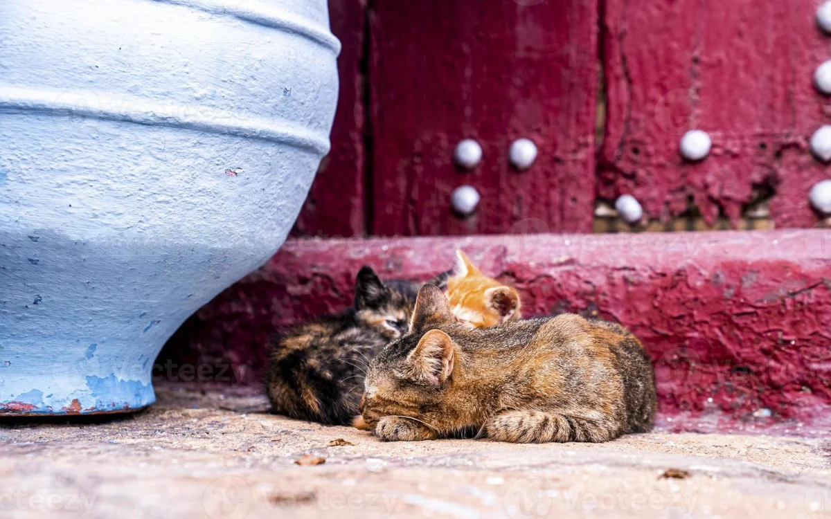 Marokkaanse Meryem zegde baan op voor straatkatten