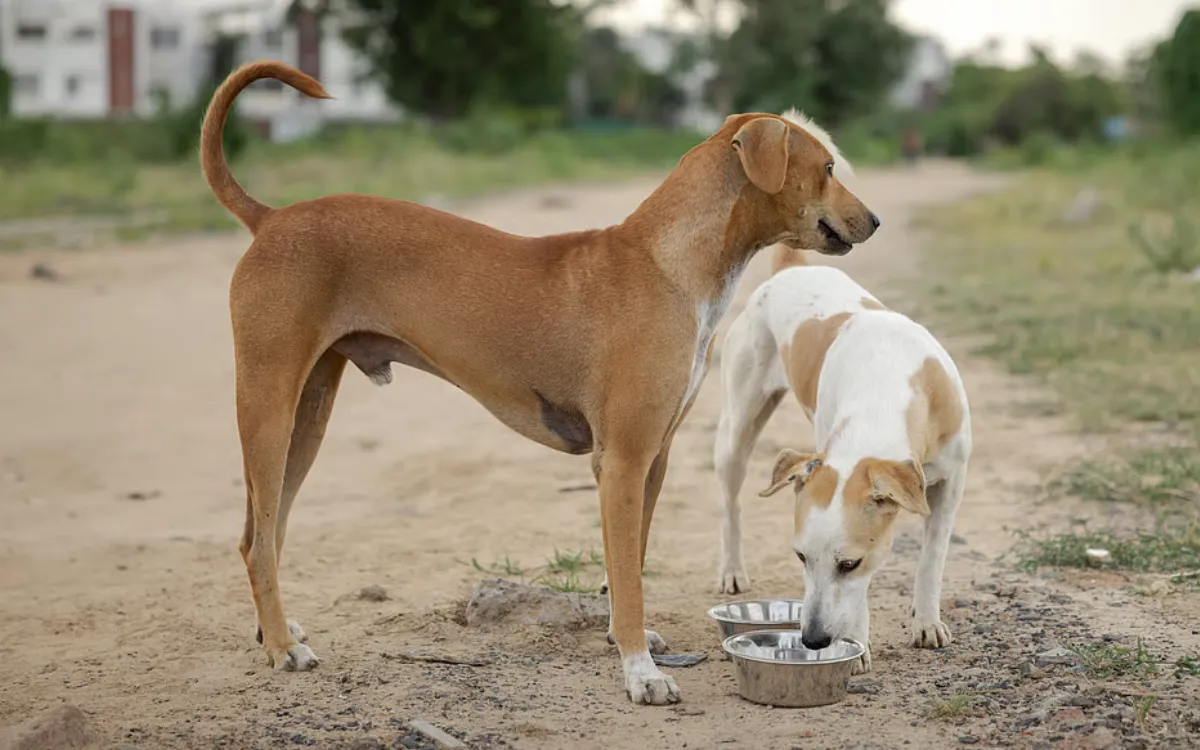 Westers superioriteitscomplex achter controverse over honden in Marokko?