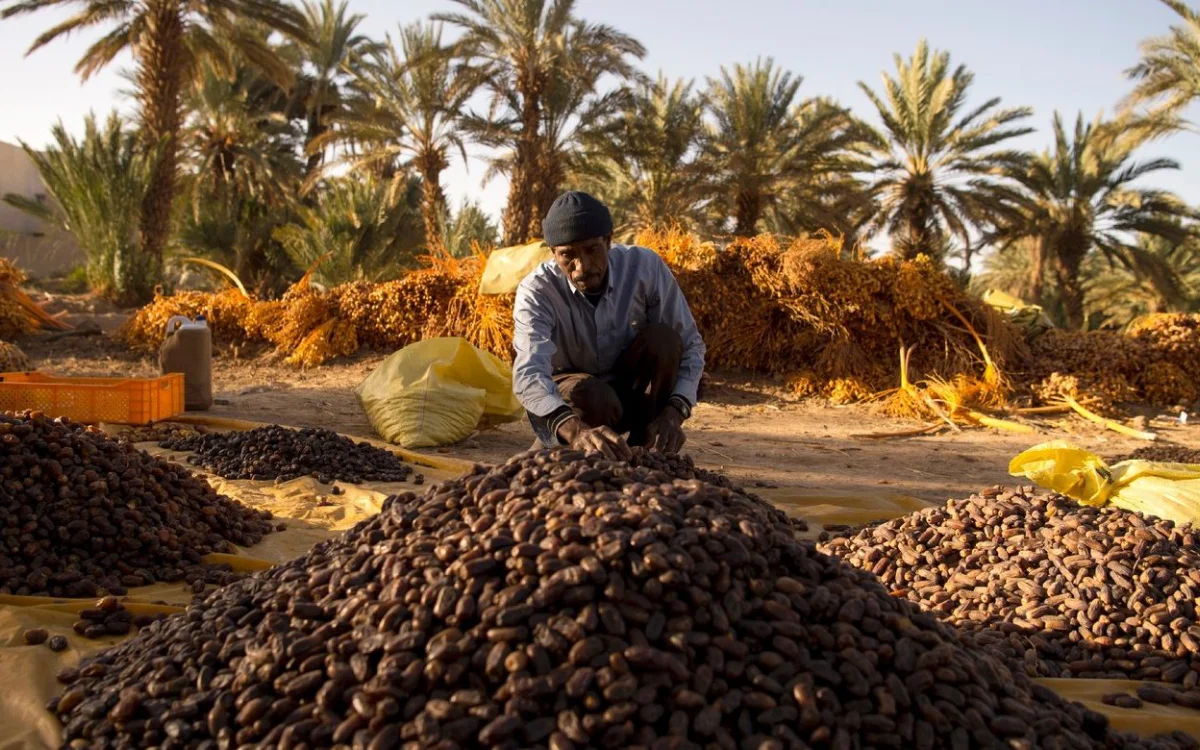 Één op drie dadels in Marokko is Egyptisch