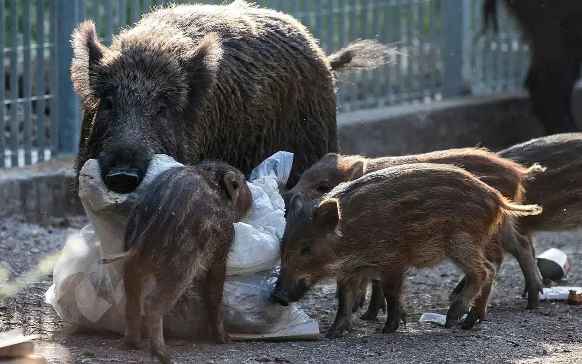 Marokkaanse boeren wanhopig door verwoestende zwijnenplaag