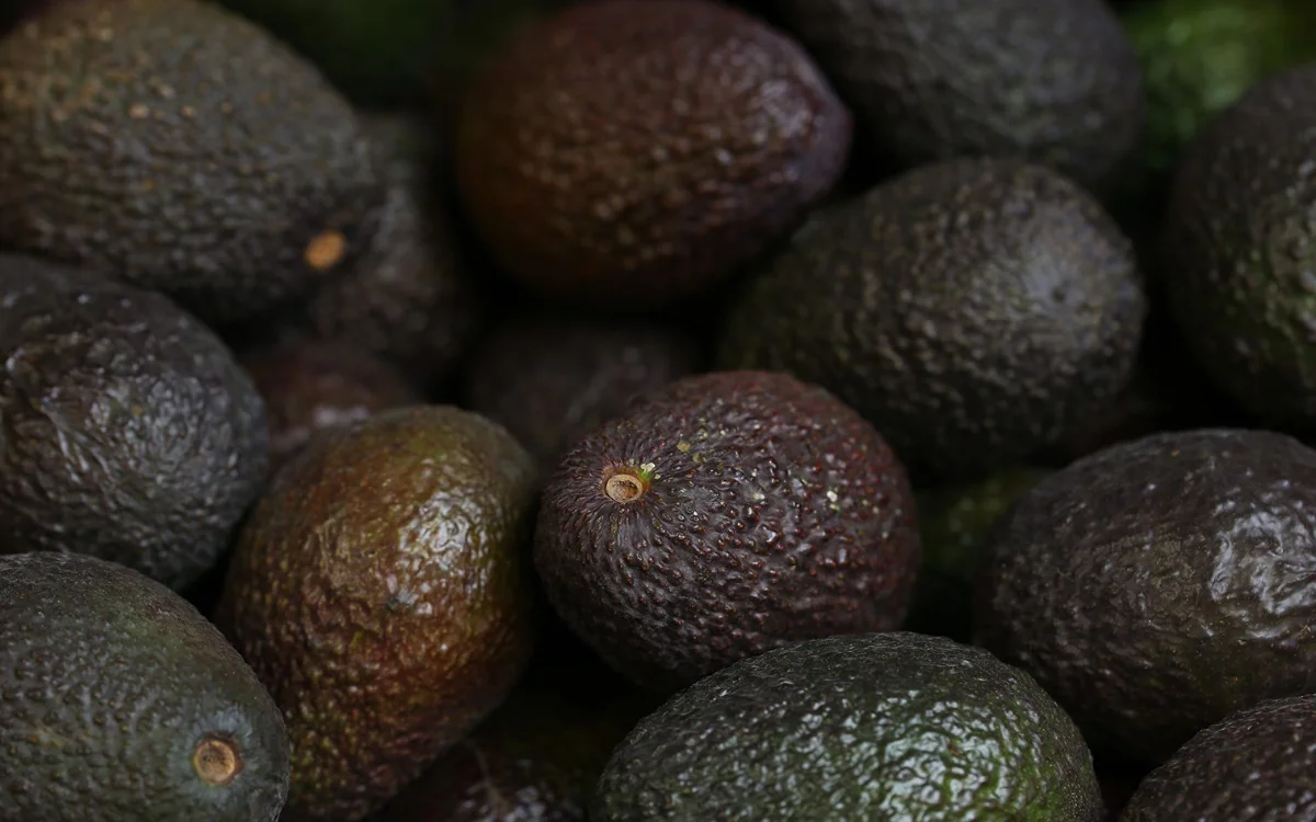 Marokkaanse groene goud breekt alle internationale records 