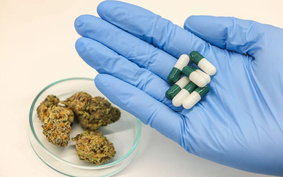 Marokko maakt historische stap met cannabis-export