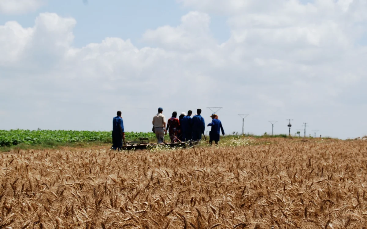 Marokko vecht tegen landroof: 138.000 hectare collectieve grond bezet 