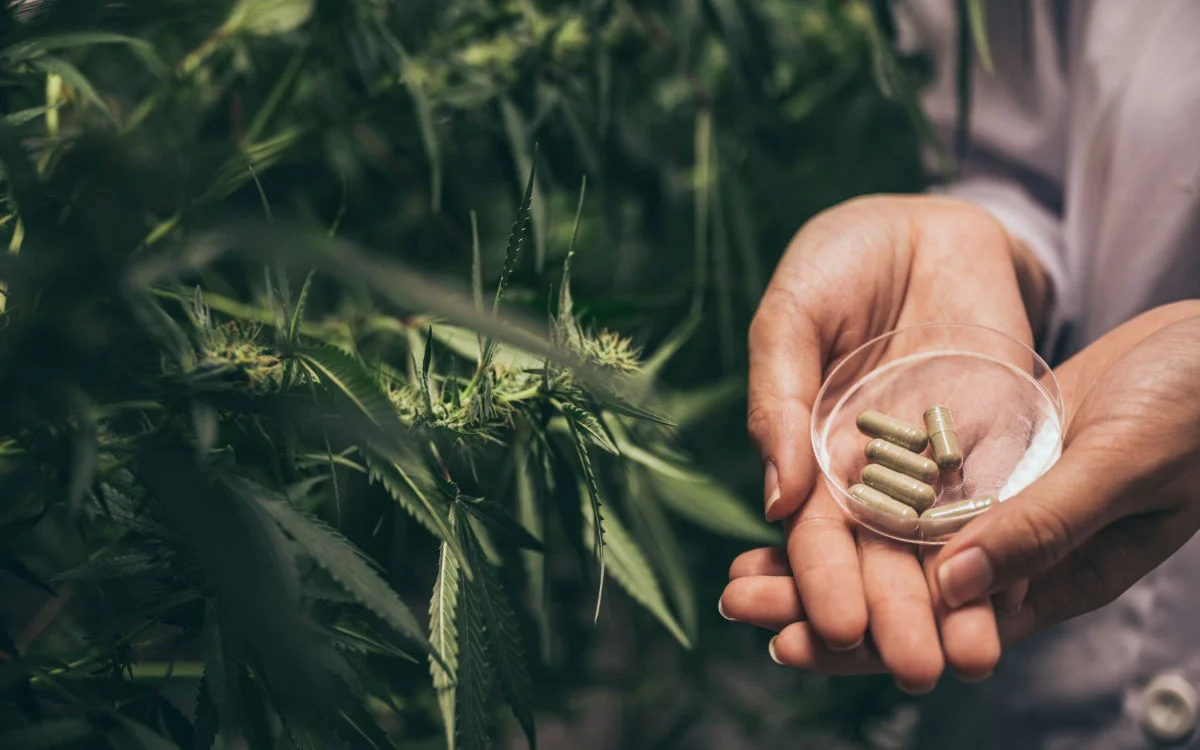 Pijn, angst, slapeloosheid? Marokkaanse artsen schrijven cannabis voor! 