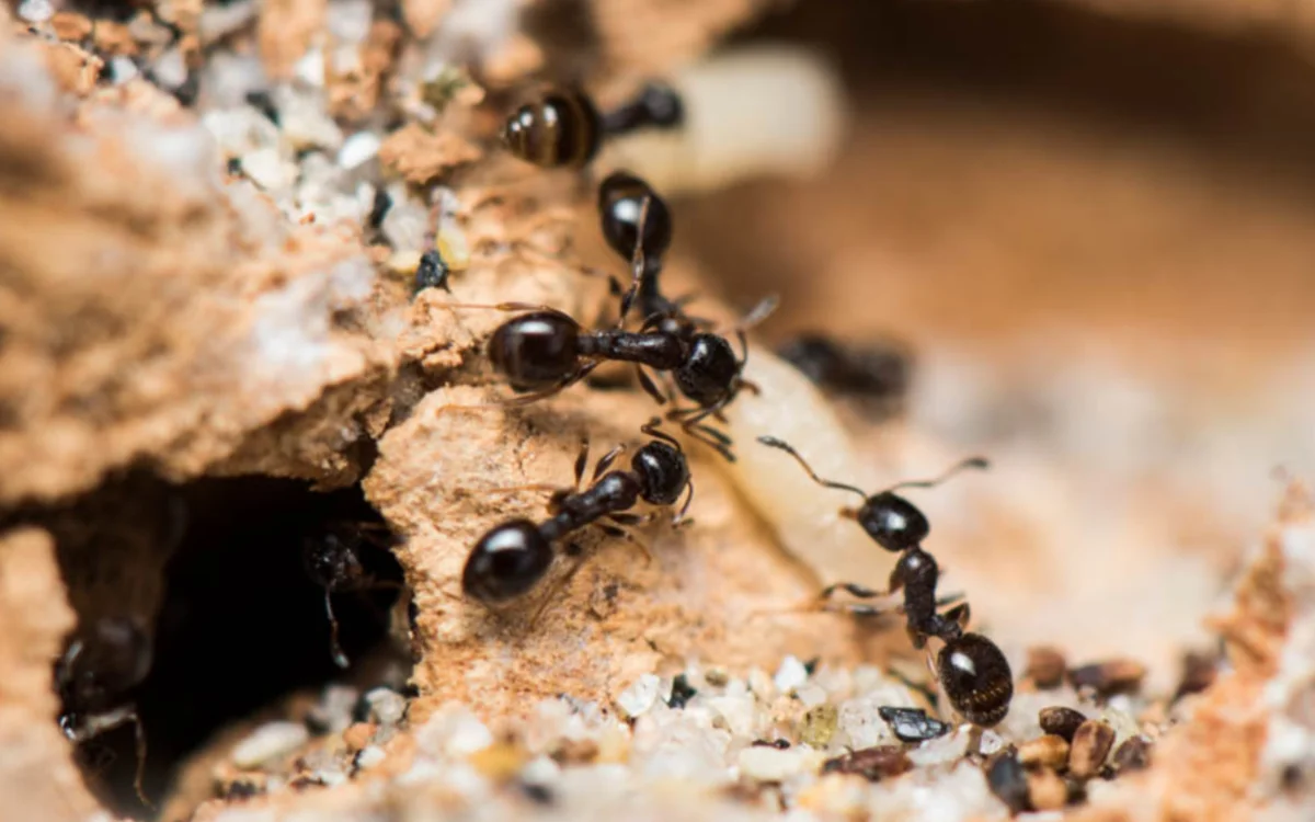 Unieke mier ontdekt in Marokkaanse bergen 