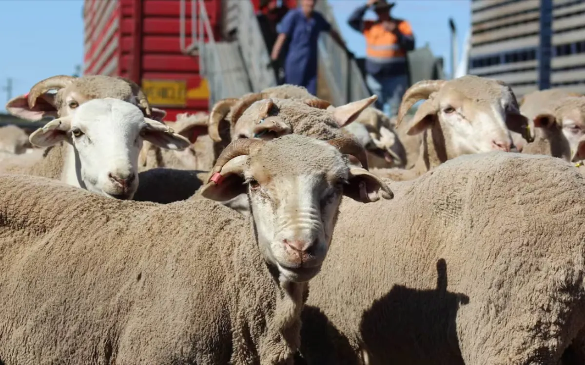 Nador verbiedt verkoop vee op wekelijkse markten