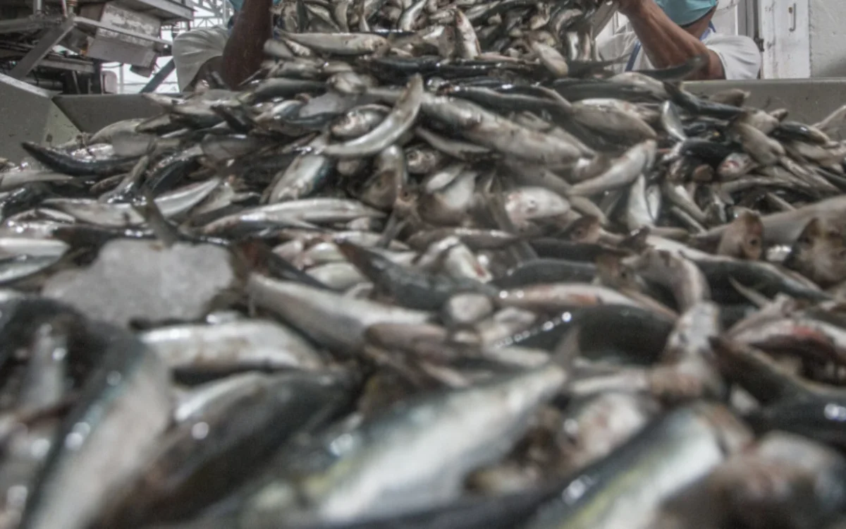 Rusland eist uitleg over sardines van Marokko