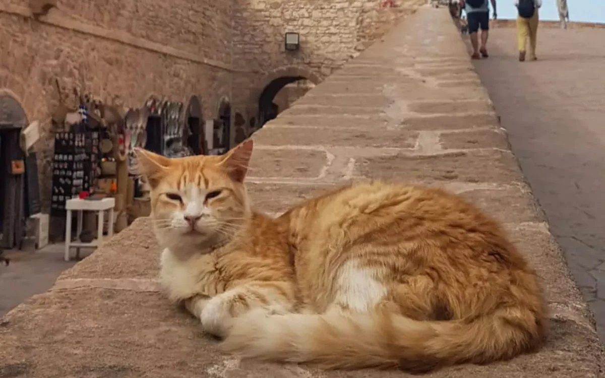 Dertiger sterft aan hondsdolheid na vakantie in Marokko 