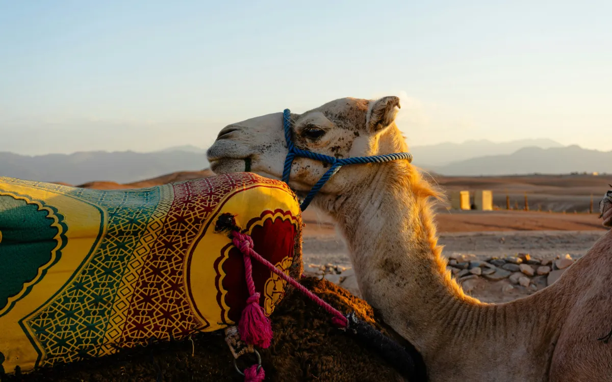 Dromedaris verdwijnt in Marokko door klimaatverandering