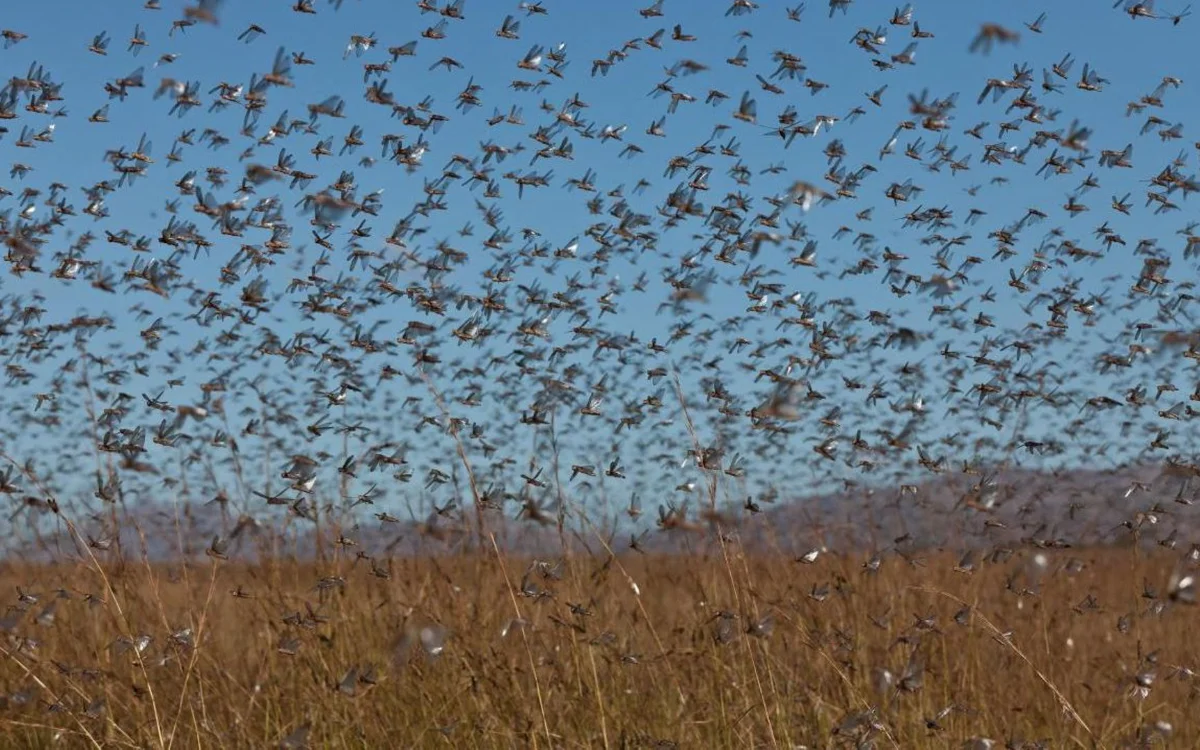 Miljoenen sprinkhanen bedreigen zuiden van Marokko