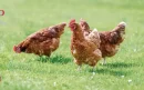 OCP neemt 50% van Spaanse GlobalFeed over