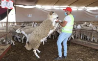 "Schapenhotels" in opmars voor Eid ul-Adha
