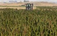 Cannabisboeren Al Hoceima en Chefchaouen willen inspraak op legalisatiewet