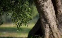 Marokko plant miljard bomen om het land te herbebossen