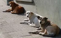 Zwerfhonden dankzij dierenvereniging weer welkom in Taghazout