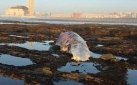 Grote potvis gestrand in Casablanca