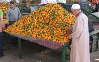 Marokko produceert 2 miljoen ton sinaasappelen 