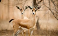 Marokko plaats dorcasgazelles terug in natuur