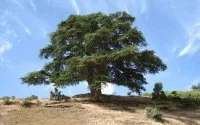 Marokkaanse Atlasceder nu beschermd door Unesco