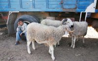 Eid al Adha: Melilla verbiedt invoer schapen uit Marokko