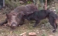 Wilde zwijnen zorgen voor overlast in Chefchaouen (video)