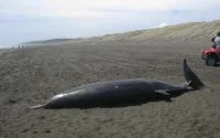 Zeldzame spitssnuitdolfijn op strand Al Hoceima aangespoeld