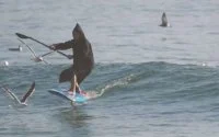 Surfen met een djellaba! (video)