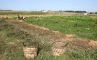 Marokko leent 200 miljoen euro voor landbouwsector