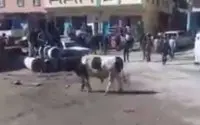 Stier zorgt voor chaos op markt in Marokko (video)