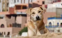 Tanger: begraafplaats speciaal voor huisdieren (video)