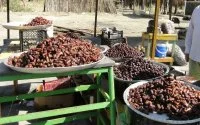 Marrakech: 14 ton bedorven dadels in beslag genomen