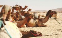 Marokko: karavaan dromedarissen onderschept met ton drugs