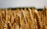 Agrarische handel tussen Marokko en Groot-Brittannië weegt 16 miljard dirham
