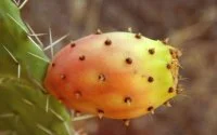 Marokko: na gevaarlijke munt nu ook zorgen om cactusvijg 