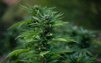 Rif: minder ceder, meer cannabis