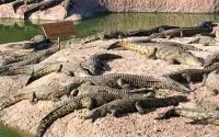 Marokko heeft grootste waterlelie ter wereld