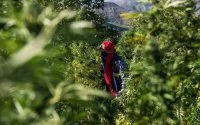 Marokko: joden hadden decennia lang cannabismarkt in handen