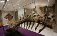Marokko: resten dinosaurussen geplunderd