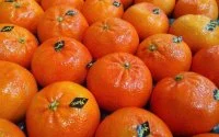 Marokko: export clementines daalt met 75%
