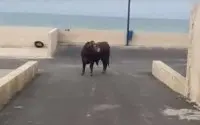 Chaos in Rabat na ontsnapping stier uit slachthuis (video)