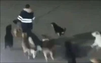Marokko: kind verminkt door zwerfhonden