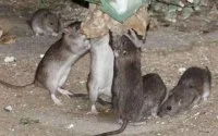 Casablanca gaat strijd aan met ratten