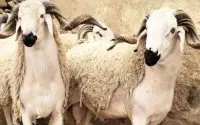 Sebta annuleert Eid ul-Adha