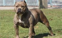 Marokko: politieman schiet gevaarlijke pitbull dood