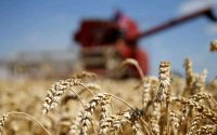 Marokko derde importeur Europese tarwe