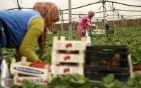 Spanje: quotum van Marokkaanse seizoenarbeiders verlaagd