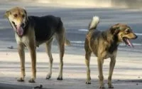 Marokkanen zullen maar één hond in huis mogen hebben
